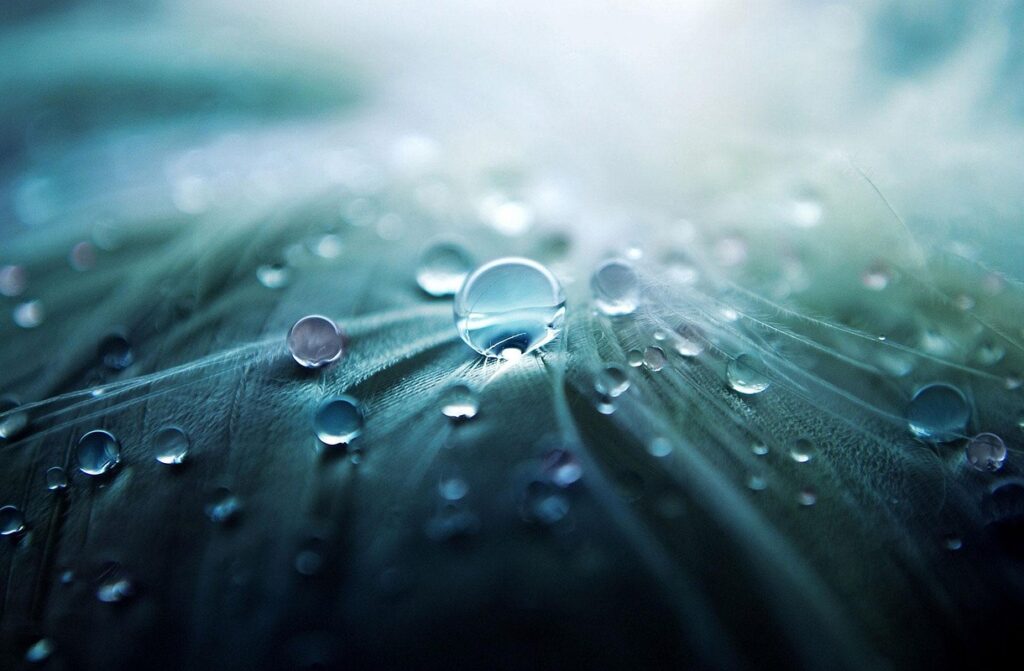 water droplets, dewdrops, water, raindrops, water drops, nature, rain, macro, closeup